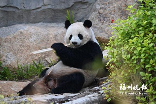 福州熊猫世界焕新开园