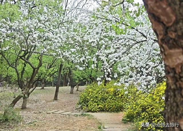 成都城区最佳赏花地，海棠如粉色瀑布、梨花素雅如雪，壮观惊艳！
