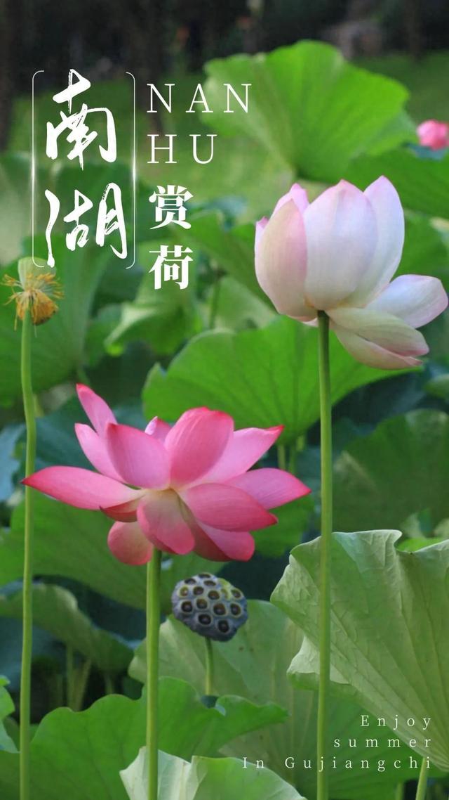 曲江池第一波荷花上新，夏日顶流等你打卡！