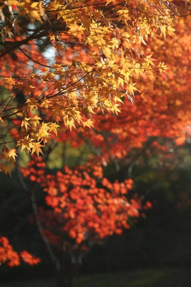 上海，红了！红叶刷屏预警