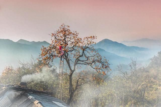 央视镜头锁定！11月，和撒贝宁在歙县上丰村邂逅一场金色的秋日限定 | 皖美冬日 | 第十五届安徽国际文化旅游节