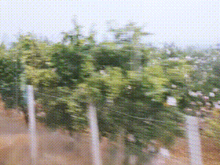 去观音寺，走走？