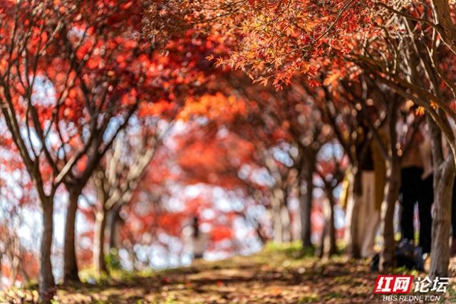 藏在长沙的冬日惊喜：乐喜湖的草木，还在演绎秋的余温