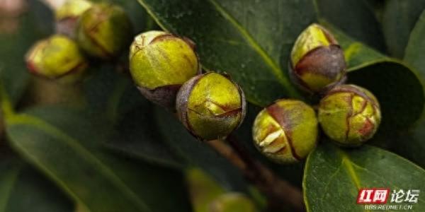 黄兴故居冬日：茶花苞攒聚枝头，预写春的序章