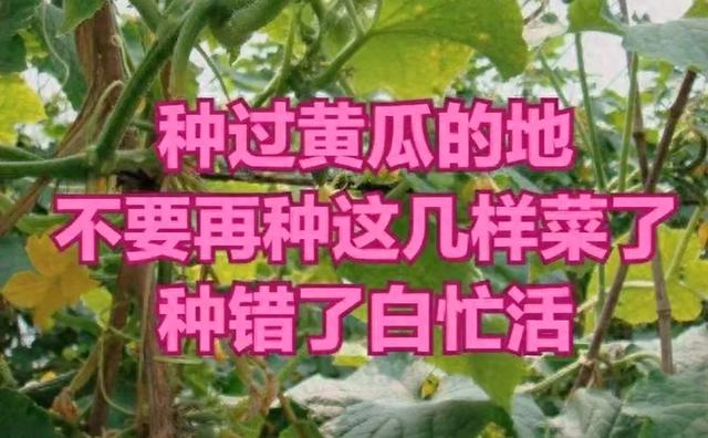 种过黄瓜的地，一定不要再种这几样菜了，种错了白忙活