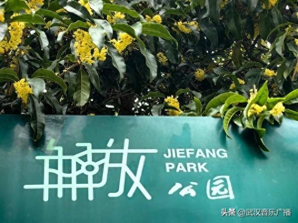 武汉第二波桂花开啦 ，去这些公园可赏金桂满枝