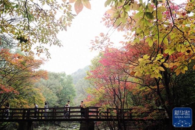 秋日“枫景”好