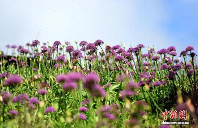 贵州六盘水：万亩野生韭菜花开引游客