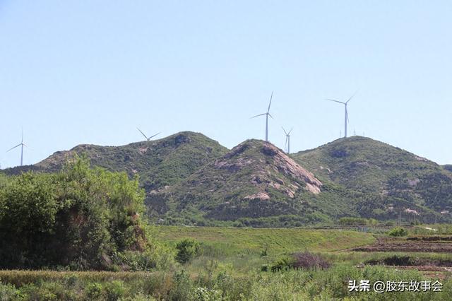 古槐复壮：重游莱西市山里吴家村之所见所感