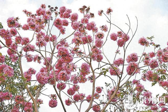 紫花风铃木盛开 解锁冬日浪漫