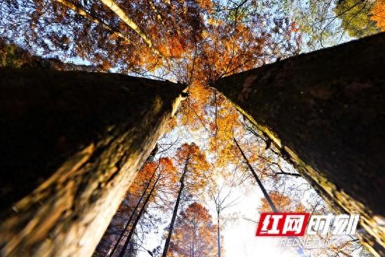 张家界国家森林公园：“杉”峰竞秀生态美