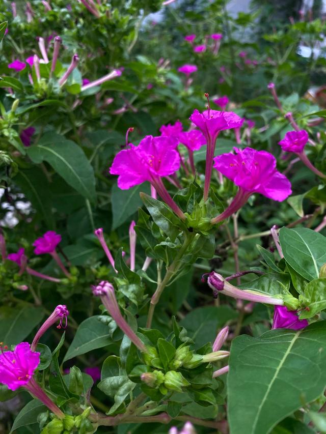 我和母亲•《走马观花也总算是观过花了》善良的人，眼里光芒平和
