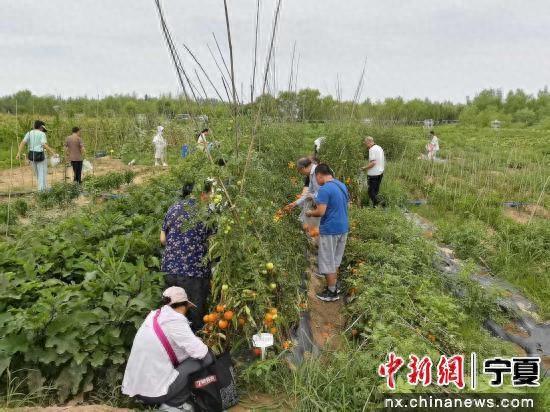 兴庆区残疾人朋友走进贺兰通义生态园共享欢乐时光