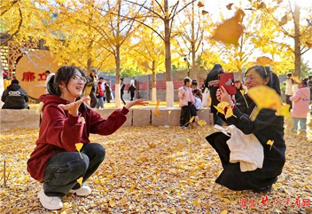 河北秦皇岛：秋染植物园 银杏铺金毯