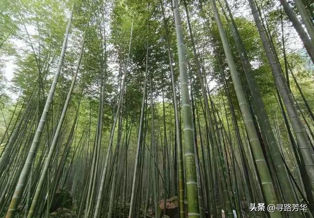隐没在竹海深处,静享独处时光 隐没在竹海深处,静享独处时光