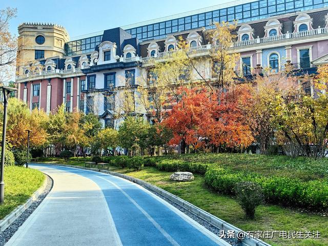 霜叶满阶红！石家庄市公园广场、水系沿线黄栌进入最佳观赏期