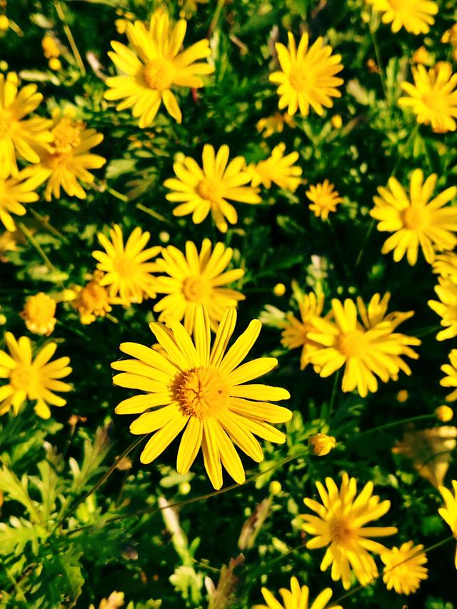 肆意怒放的花，是秋日田野间最热烈的诗