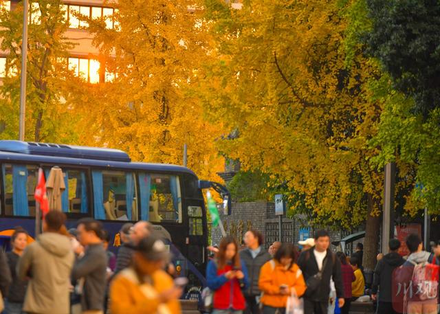 C视觉丨宽窄巷子银杏黄了 成都“金色浪漫”正当时