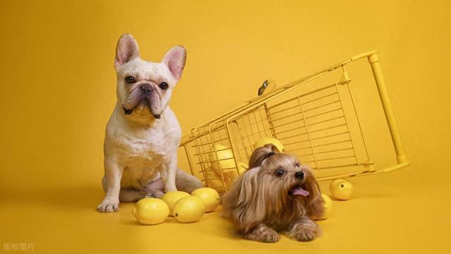 谁来为宠物快递的“生命悲剧”买单？