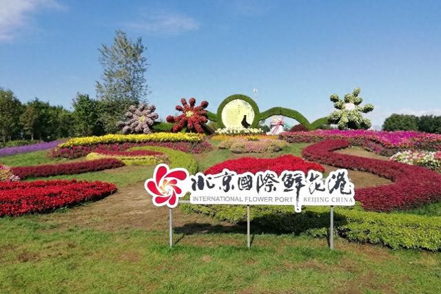 北京顺义国际鲜花港 梦幻的花海秘境