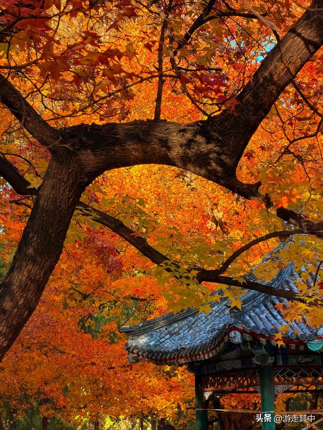11月9日实拍！没人说地坛红叶这么好看啊…