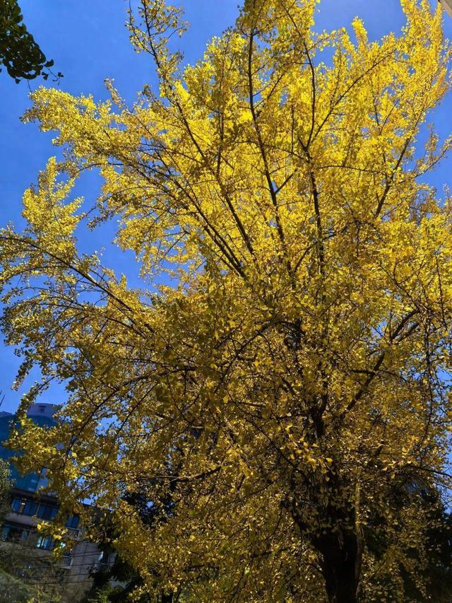 【美丽四川】寒冬将至 银杏初黄