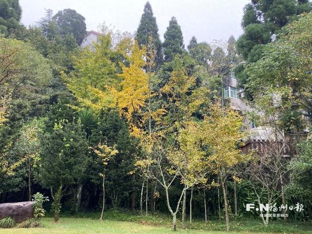 上鼓岭游人醉：桂花香 枫叶红 银杏黄