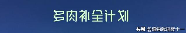 雨燕座怎么养（多肉补全计划雨燕座）