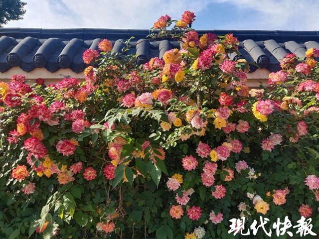 五月蔷薇盛放，连云港海州藏不住的春日浪漫来了