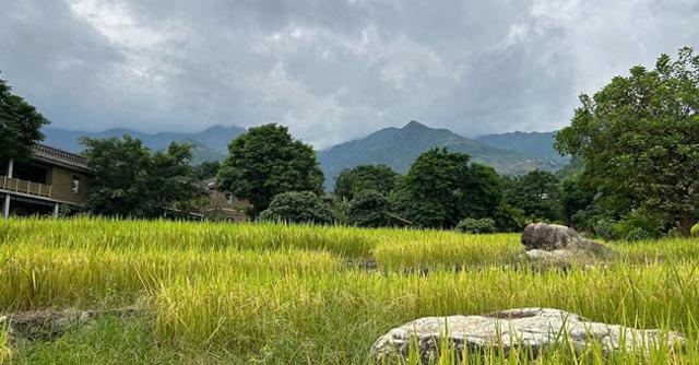 在稻浪翻滚的田园诗意中寻找花腰傣民族文化