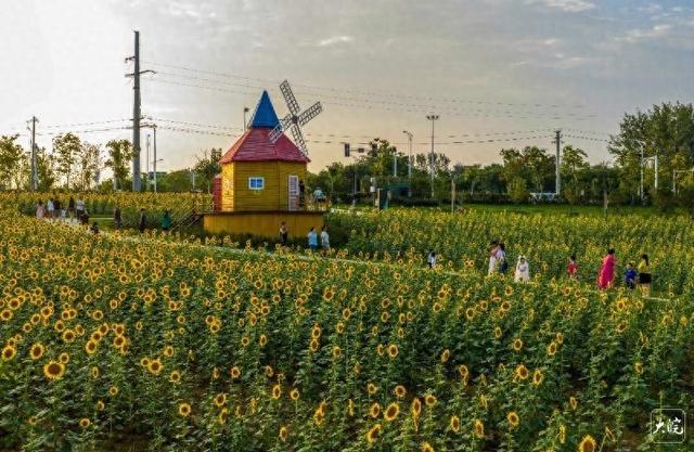 庐江：葵花开放迎客来