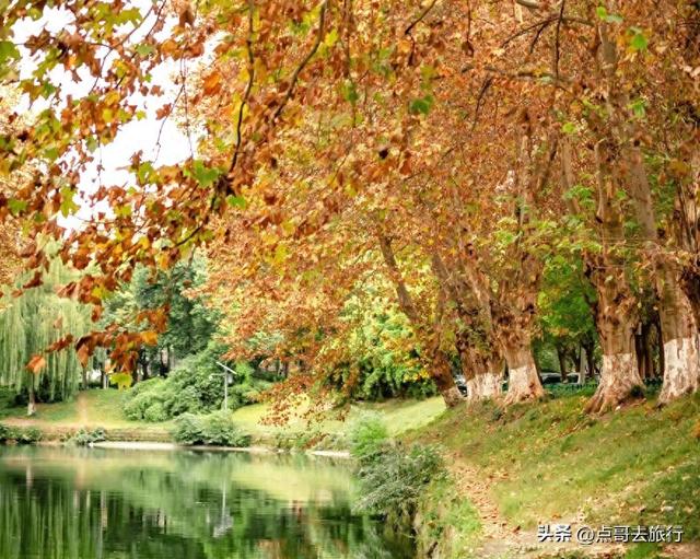 成都4大梧桐观赏地，17公里金色隧道，超级壮观，地铁公交直达！