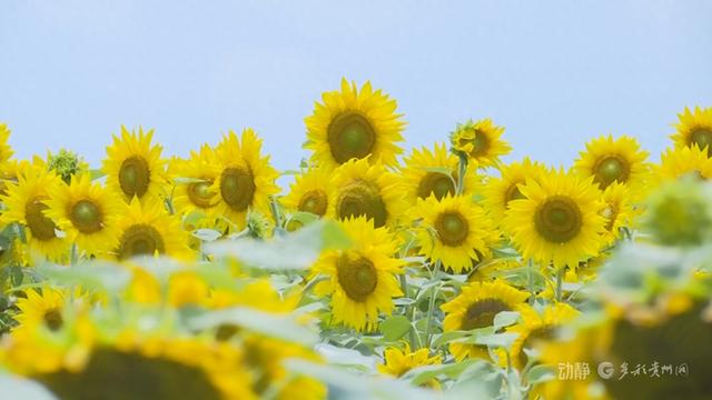 贵州以花为媒 绽放“美丽经济”