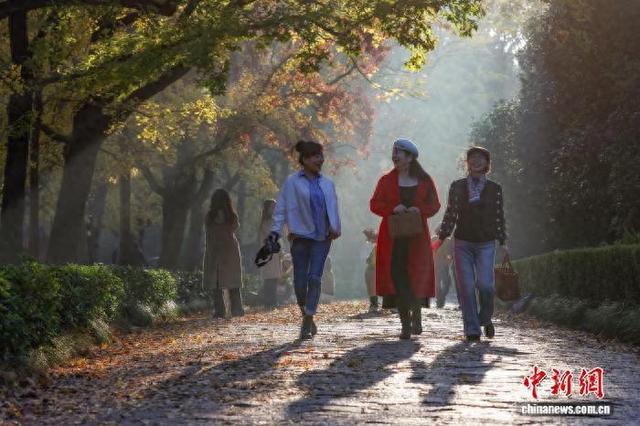 民众走进南京明孝陵石象路 感受“光影中的诗意清晨”