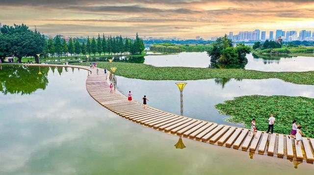 海鸥为何奔赴弥勒？原因找到了...