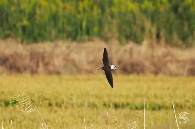 吴江开通专线！带你追“顶流”！