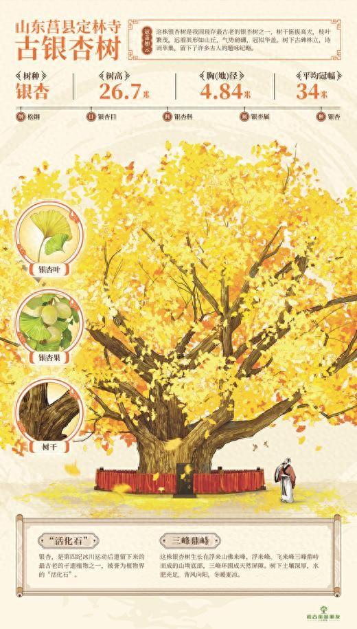 山东日照莒县构建古树保护体系