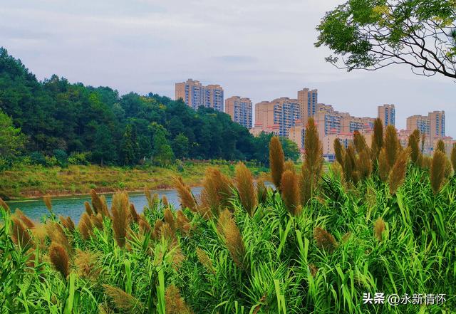 江西永新：秋日湿地 色彩斑斓