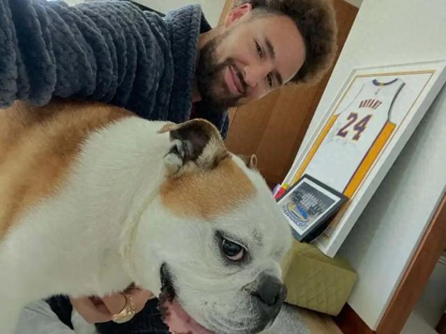 狗也被AI抢饭碗？好莱坞动物演员全下岗，观众直接翻脸了！