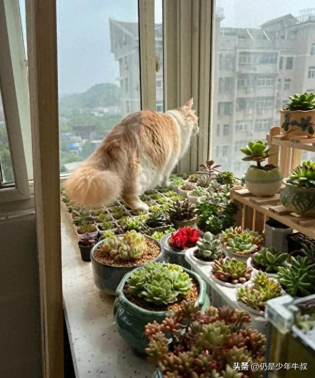 妹子因为猫破坏多肉决定弃养了，网友刚想开骂，看完后笑出了声哈