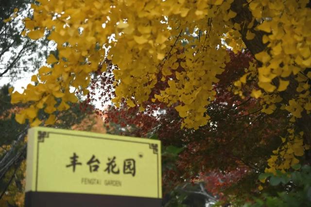 人在画中游！丰台花园秋色满园，错过再等一年，快来打卡~