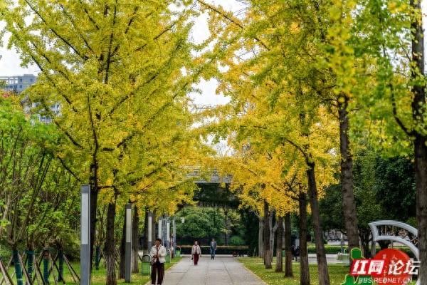 岁暖时刻丨湘府公园银杏季：看叶、玩耍、晒太阳，长沙人的欢乐场