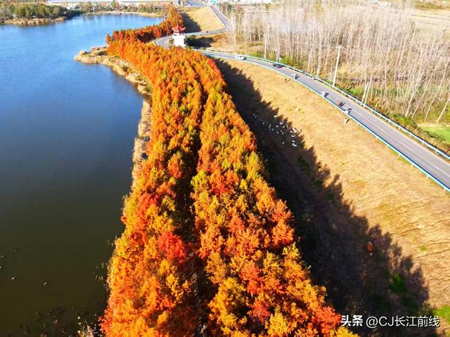 河南淮滨：湖畔杉红景美人更美