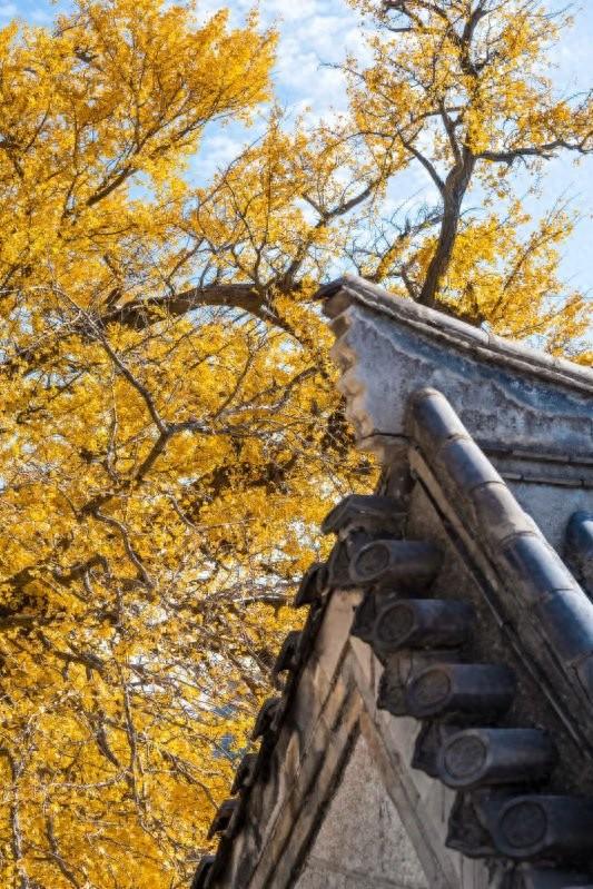 畅游青岛 文明相伴｜崂山秋日C位出道！七百年银杏迎来黄金时刻