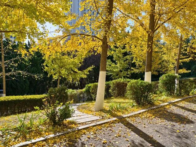 尽享秋日浪漫，大连24个“叶景打卡地”名单来了！