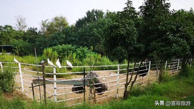 探秘东沟湿地狩猎区：一场原始野味的自然交响曲