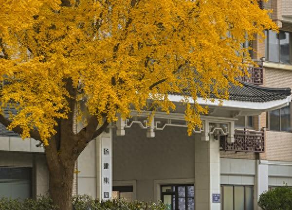 扬州冬韵 银杏鎏金