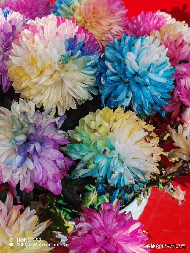 开封菊花文化节：郑开文旅融合的璀璨明珠