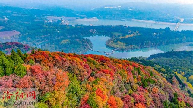 层林尽染黄河岸