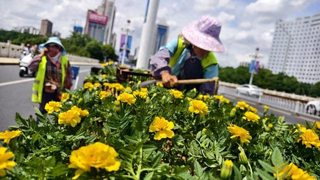 盛会将至，南宁37.9万盆鲜花迎客